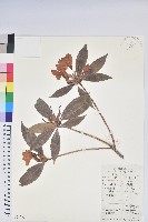 藏品(鹿角杜鵑、西施花、青紫木)的圖片