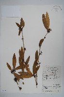 藏品(安徽小蘗)的圖片