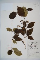 藏品(蝴蠂莢迷)的圖片