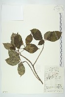 藏品(青莢葉)的圖片