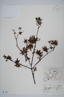 藏品(五裂槭)的圖片