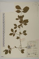 藏品(衛矛)的圖片