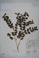 藏品(華南黃楊，雀舌黃楊，匙葉黃楊)的圖片