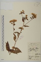 藏品(三脈紫菀異葉變種)的圖片