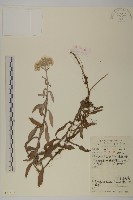 藏品(乳白香青)的圖片