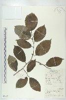 藏品(山紅柿)的圖片