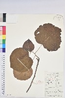 藏品(山麻杆)的圖片