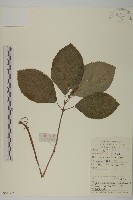 藏品(及己)的圖片