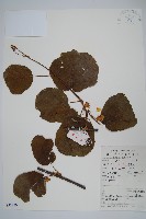 藏品(獼猴桃、奇異果)的圖片