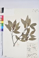 藏品(細葉青剛、黑稠、黑櫟、小葉青剛)的圖片