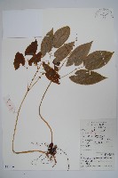 藏品(光葉淫羊藿)的圖片