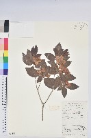 藏品(馬銀花)的圖片