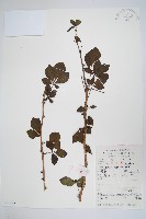 藏品(五加)的圖片