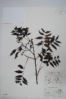 藏品(黃連木、爛心木)的圖片