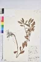 藏品(長圓葉大戟)的圖片