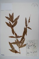 藏品(安徽小蘗)的圖片