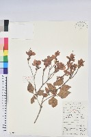 藏品(守城滿山紅、馬禮士杜鵑)的圖片