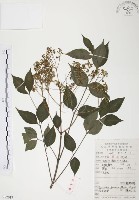 藏品(灰色木藍)的圖片