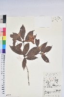 藏品(鹿角杜鵑、西施花、青紫木)的圖片