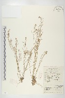 藏品(焊菜)的圖片