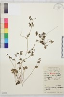 藏品(天葵)的圖片