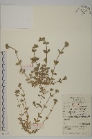 藏品(婆婆指甲菜)的圖片