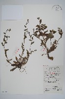 藏品(盾果草)的圖片
