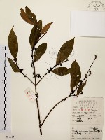 藏品(茜草樹)的圖片