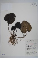 藏品(薄葉細辛、尾花細辛)的圖片