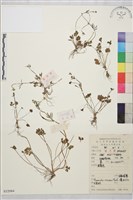 藏品(小毛茛)的圖片