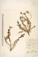 藏品(蒲公英)的圖片