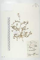 藏品(碎米薺)的圖片