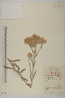 藏品(香青)的圖片