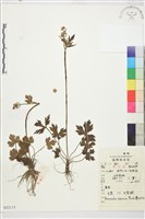 藏品(毛茛)的圖片