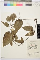 藏品(亨利氏鐵線蓮)的圖片