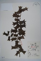 藏品(枸骨)的圖片