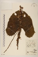 藏品(狹苞橐吾)的圖片