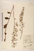 藏品(山萵苣)的圖片