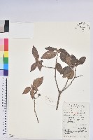 藏品(馬銀花)的圖片