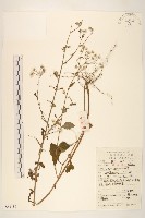 藏品(一枝香)的圖片