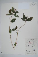 藏品(水金鳳)的圖片