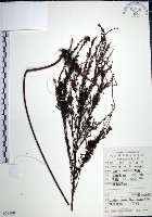 藏品(鐵掃帚、千里光)的圖片