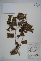 藏品(枸骨)的圖片