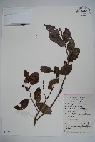 藏品(香冬青)的圖片