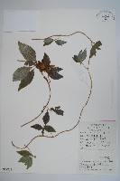 藏品(羊乳、四葉參)的圖片