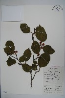 藏品(大柄冬青)的圖片