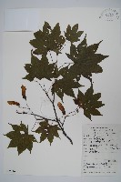 藏品(扇葉槭)的圖片