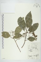 藏品(光皮樹)的圖片