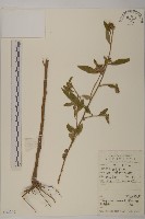 藏品(杓兒菜)的圖片