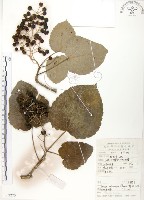 藏品(山桐子)的圖片